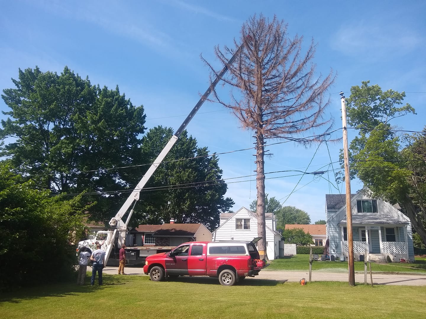 Miller’s Tree Service removing a very large dead tree from a homeowner’s yard in Erie, PA.